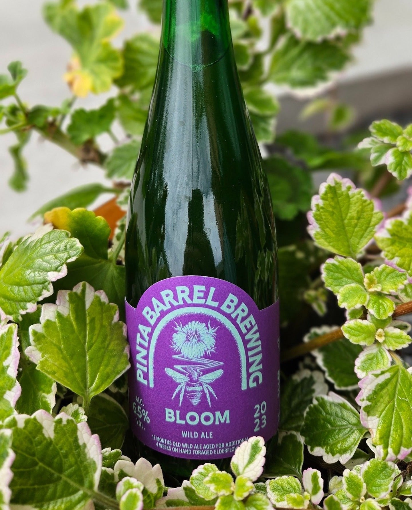 PINTA Barrel Bloom